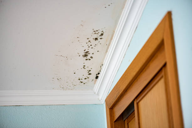 Best Local Mold Removal Service  in Flying Hills, PA