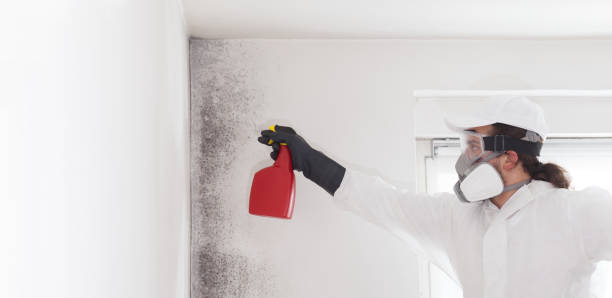 Best Home Mold Removal  in Flying Hills, PA