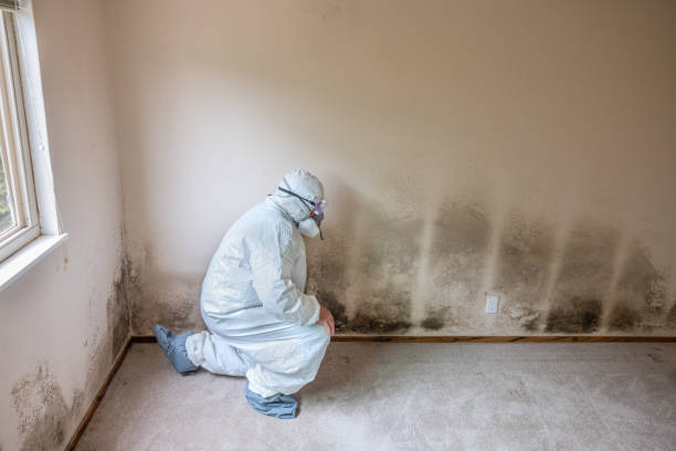 Best Office Mold Removal Services  in Flying Hills, PA