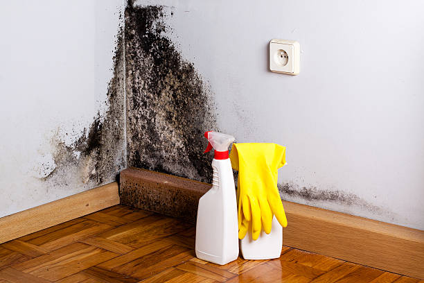 Best Toxic Mold Removal  in Flying Hills, PA
