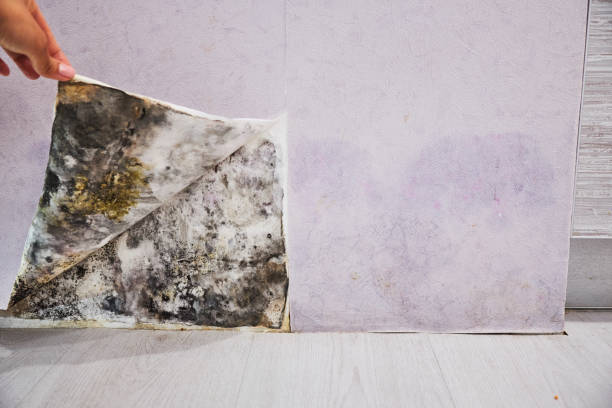 Best Mold Removal Company Near Me  in Flying Hills, PA